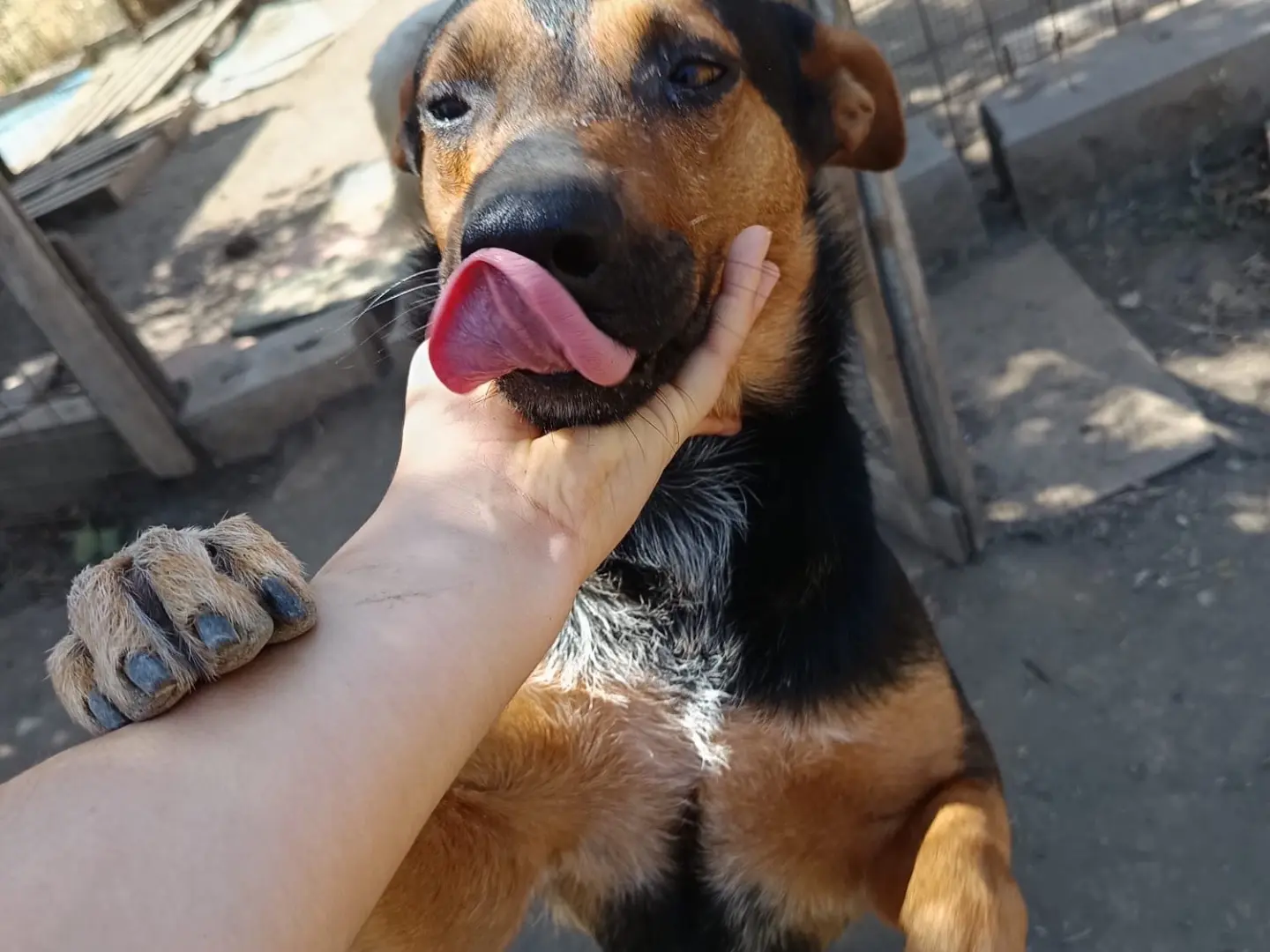 Adotta il cane Gennarino a Avellino