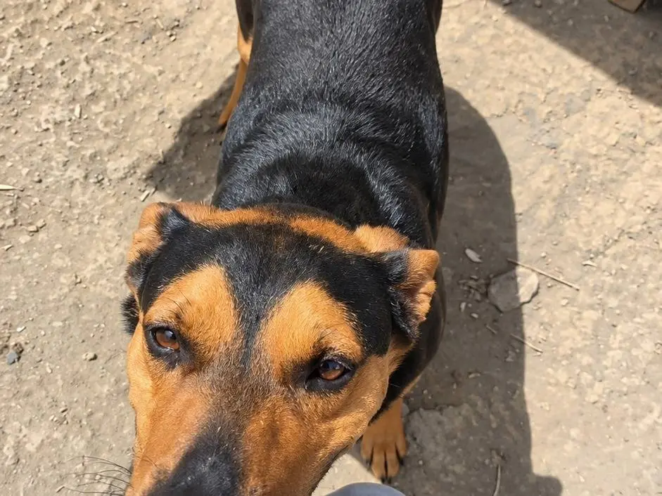 Adotta un cane, maschio, 8 anni e 3 mesi, Avellino