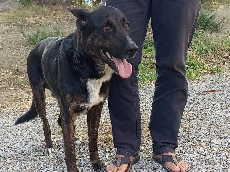 Adotta il cane Merlino a Catanzaro