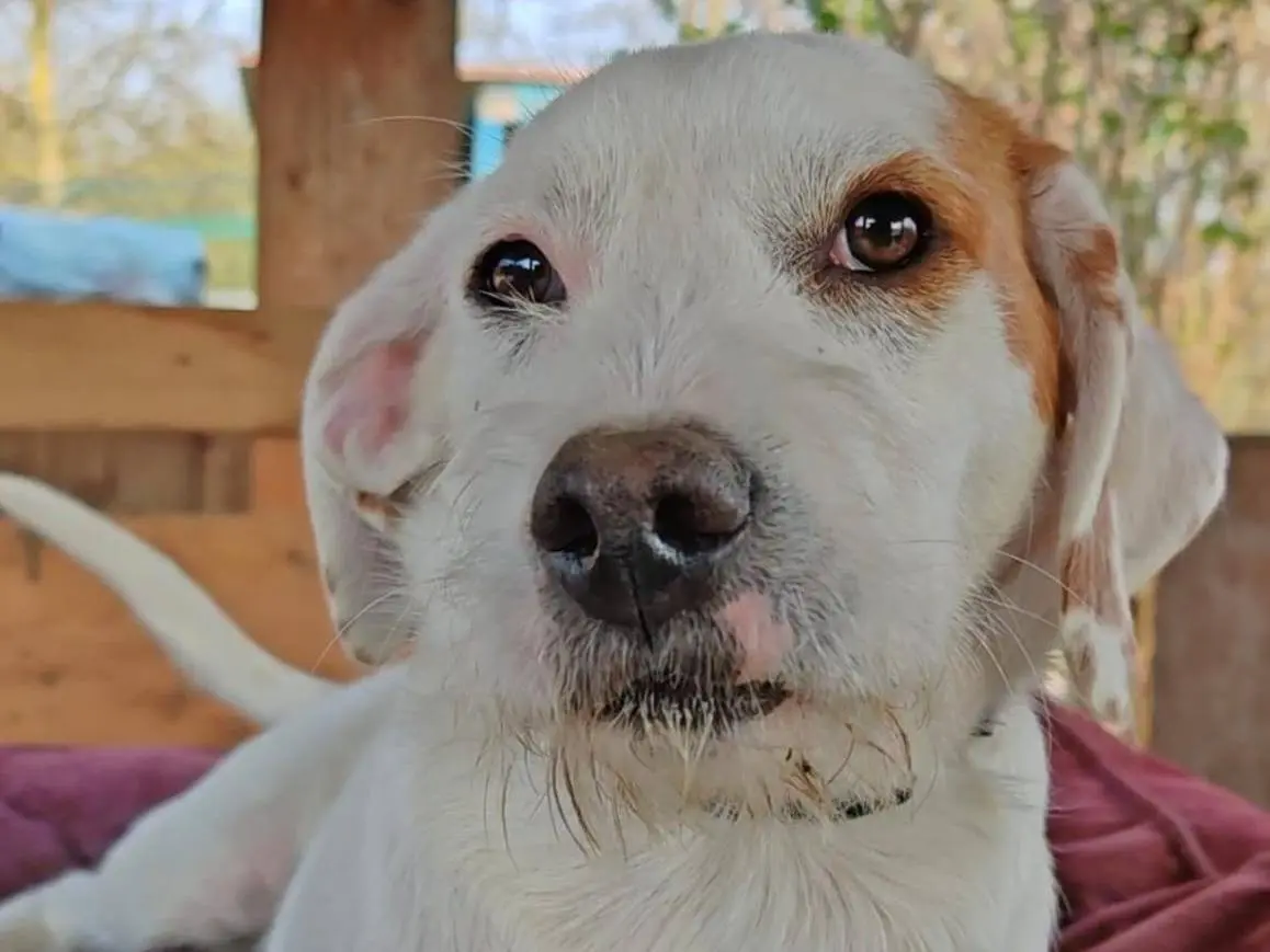 Adozione cane, maschio, Razza sconosciuta Razza sconosciuta, 11 mesi, taglia piccola, Como