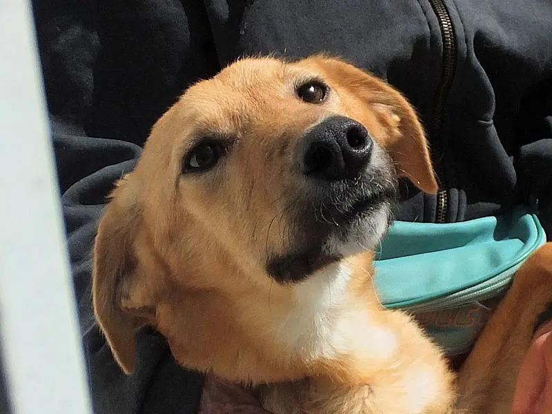 Adotta un cane, maschio, 2 anni e 9 mesi, Frosinone