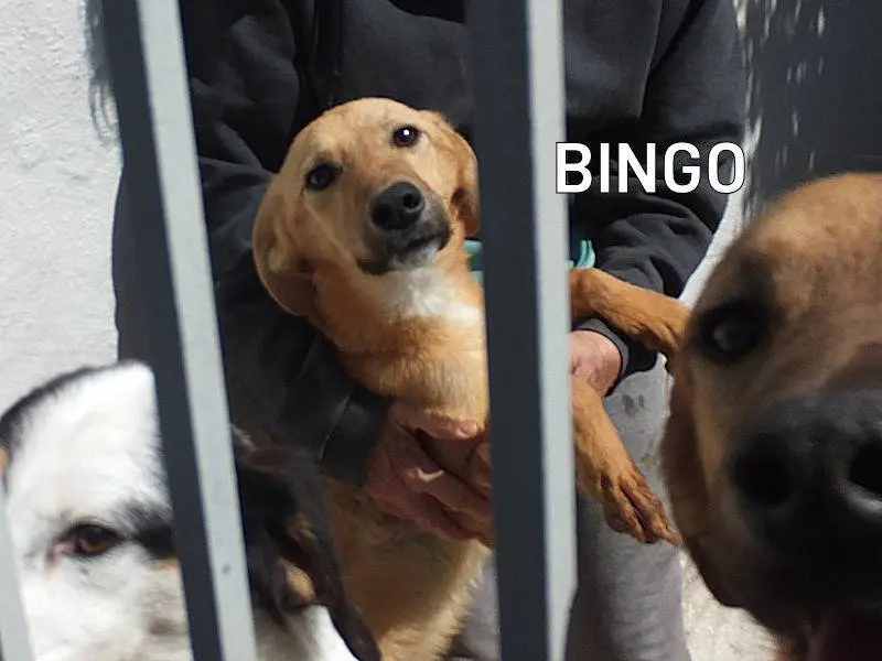 Adozione cane, maschio, Razza sconosciuta Razza sconosciuta, 2 anni e 9 mesi, taglia media contenuta, Frosinone
