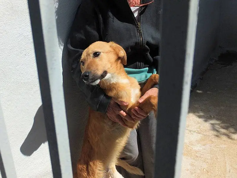 Adotta il cane BINGO a Frosinone