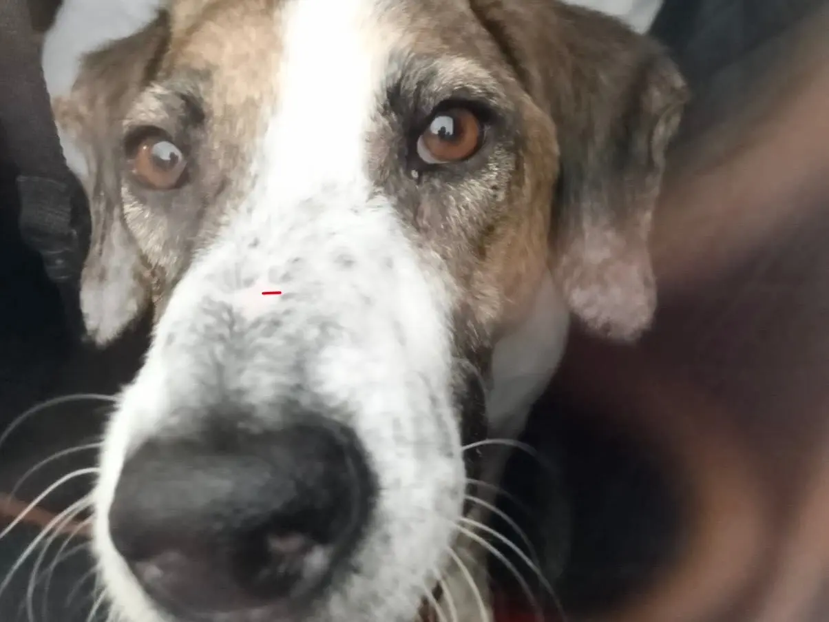 Adotta il cane Manu a Bergamo