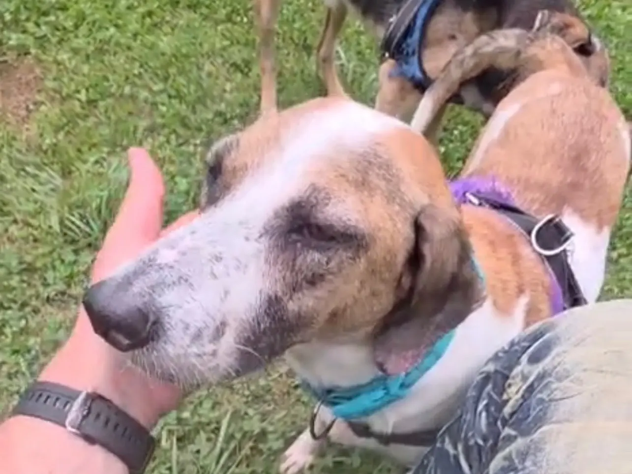 Adotta un cane, femmina, 1 anno e 7 mesi, Bergamo