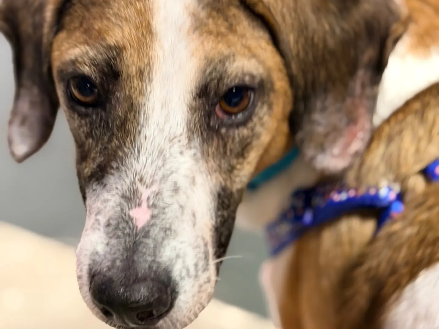 Adozione cane, femmina, Segugio Razza sconosciuta, 1 anno e 7 mesi, taglia media, Bergamo