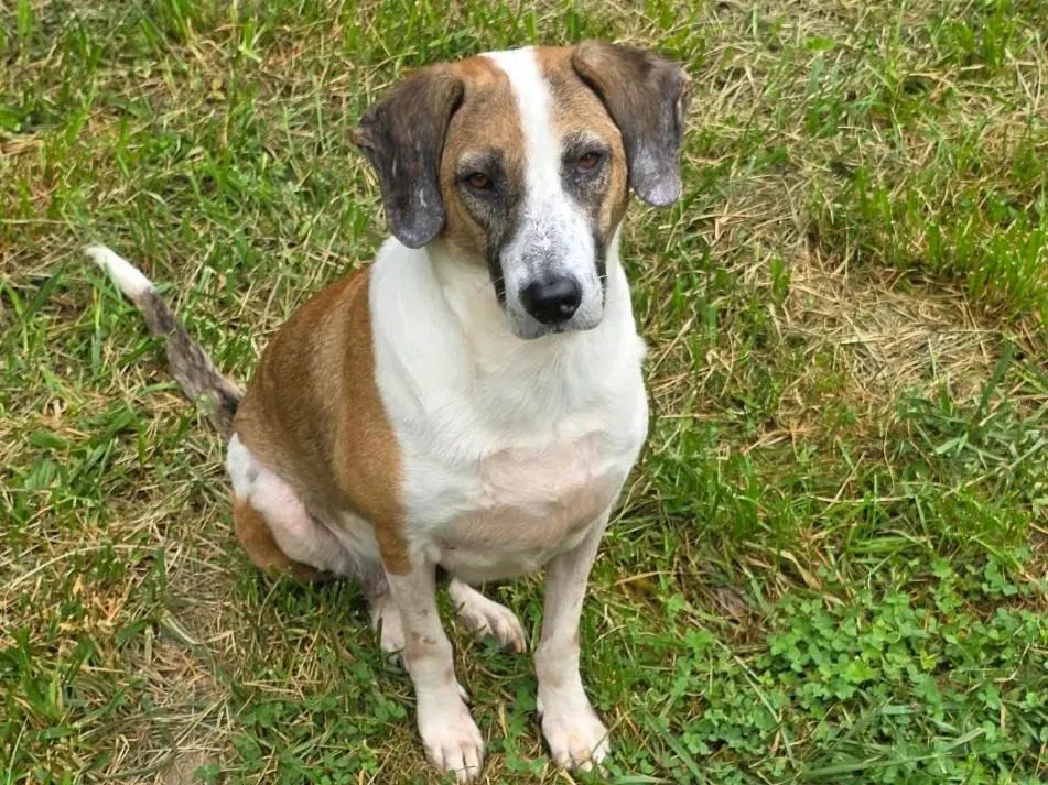 Adotta un cane, taglia media, femmina, Bergamo