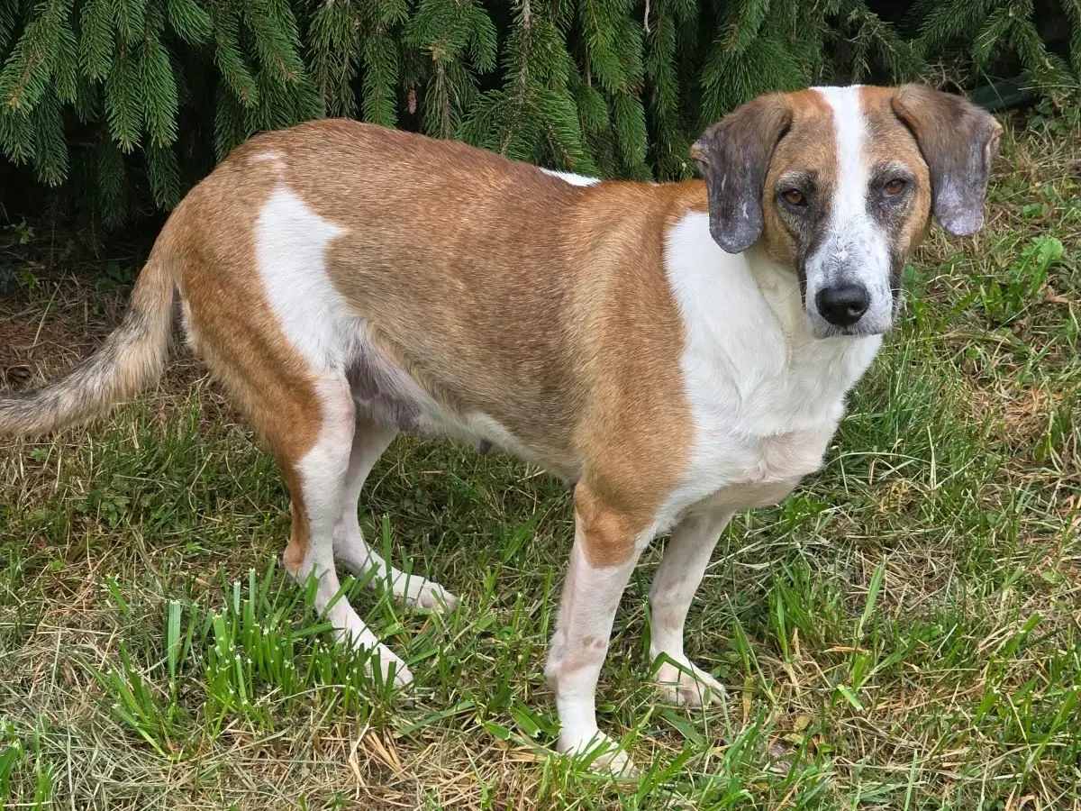 Vuoi adottare un cane a Bergamo?