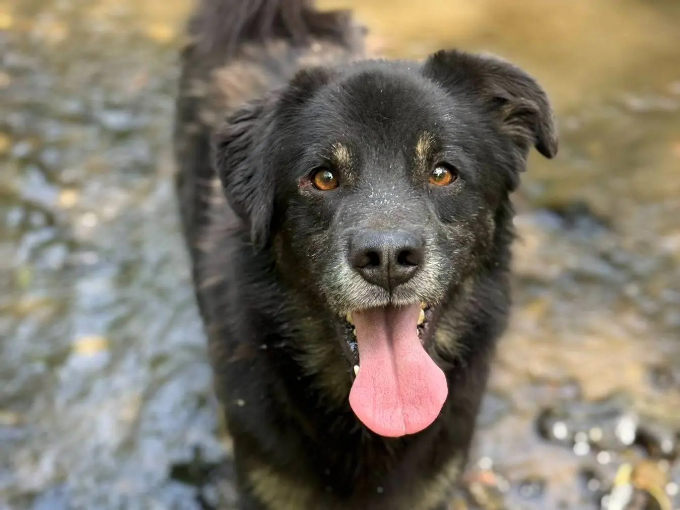 Adozione cane, maschio, Razza sconosciuta Razza sconosciuta, 3 anni e 4 mesi, taglia media, Firenze