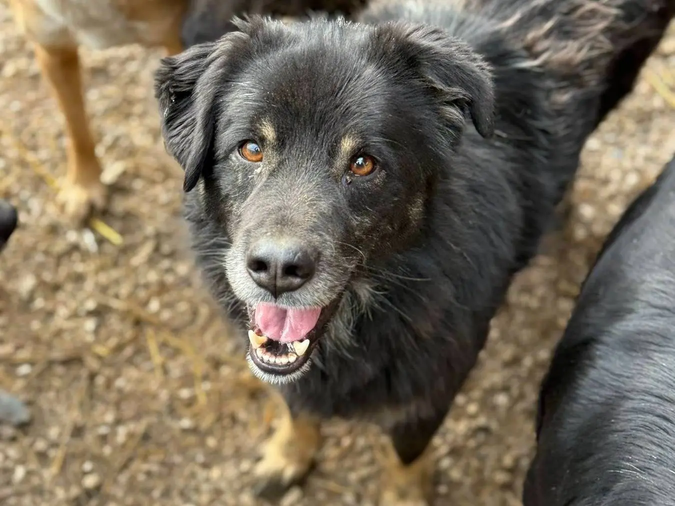 Adotta un cane, maschio, 3 anni e 4 mesi, Firenze