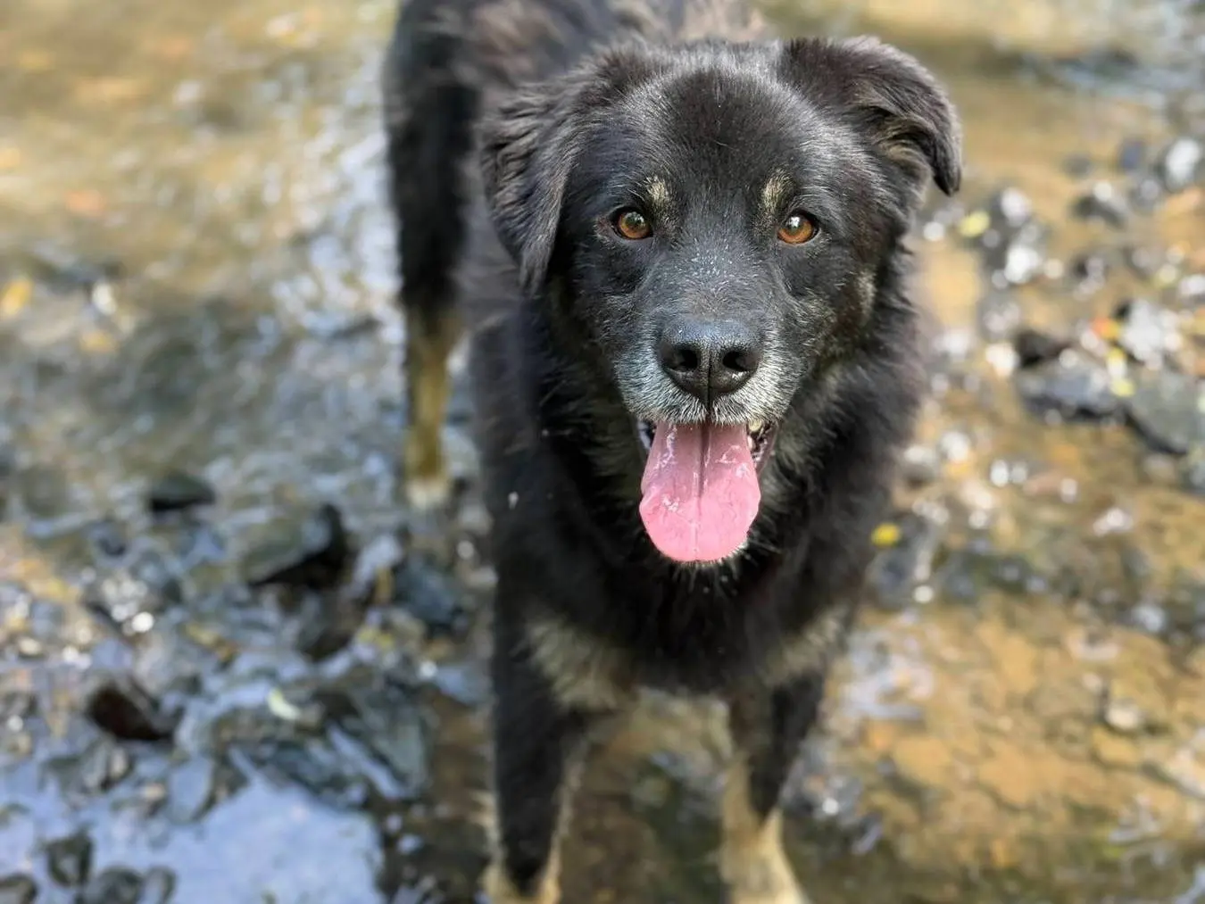 Adotta il cane BANDITO a Firenze