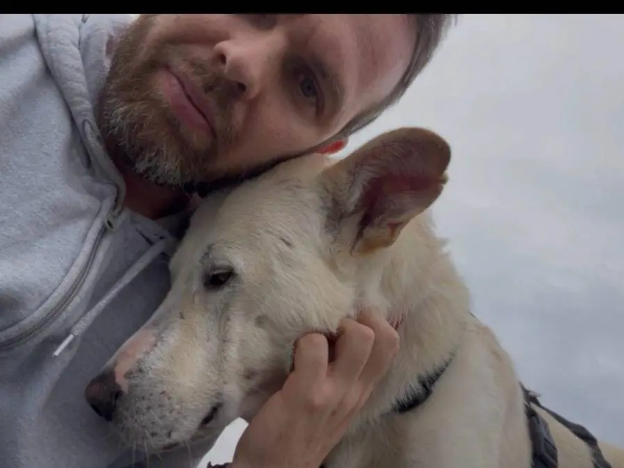 Adotta un cane, maschio, 2 anni e 9 mesi, Torino