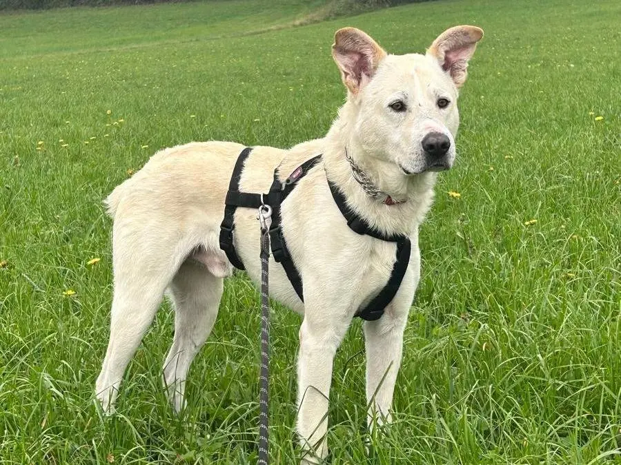 Adotta un cane, taglia media, maschio, Torino