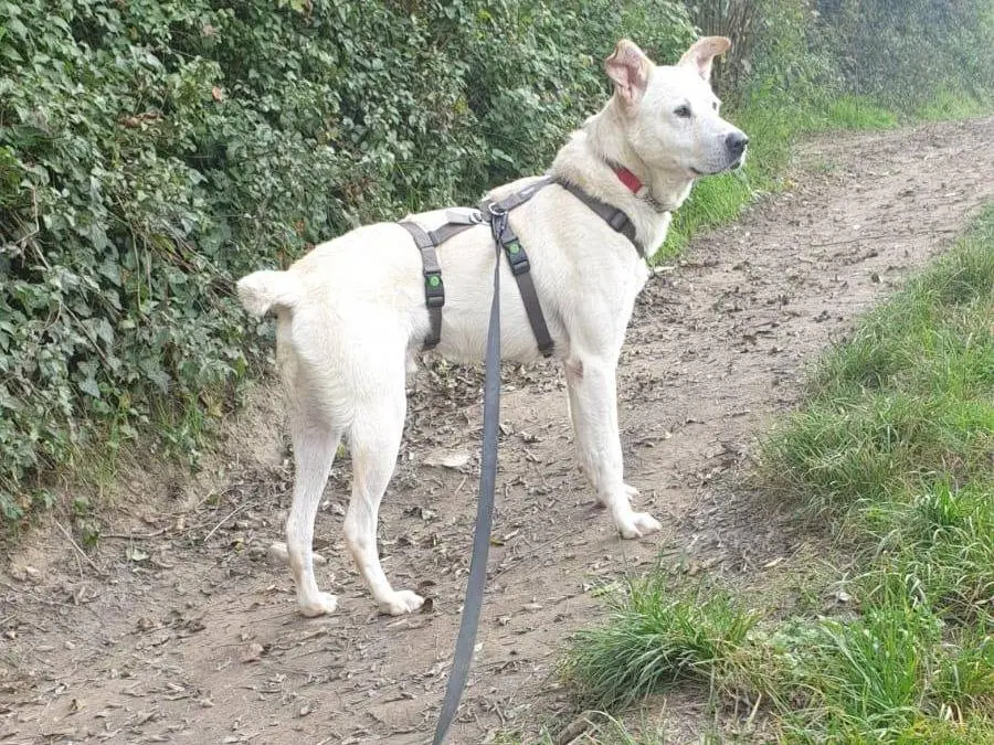 Adozione cane, maschio, Razza sconosciuta Razza sconosciuta, 2 anni e 9 mesi, taglia media, Torino