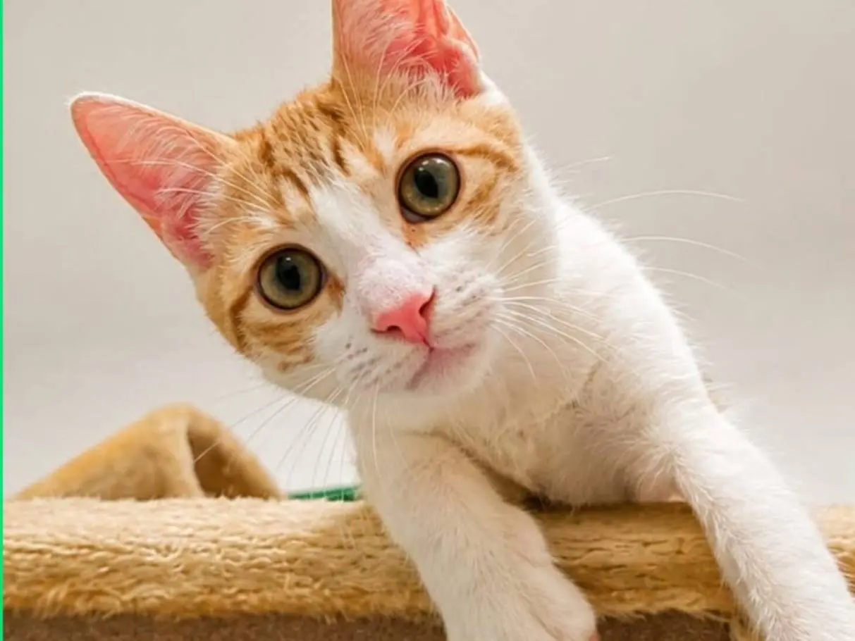 Adozione gatto, maschio, Razza sconosciuta Razza sconosciuta, 5 mesi, taglia non valida, Caserta