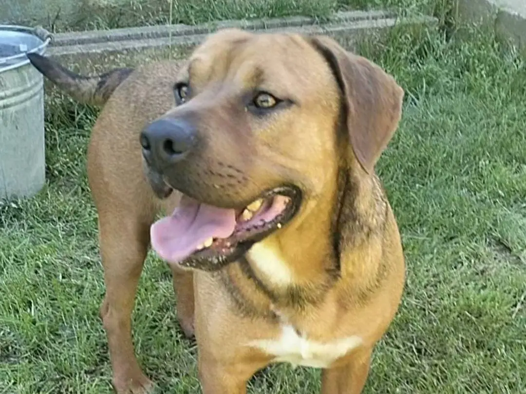 Adozione cane, maschio, Razza sconosciuta Razza sconosciuta, 3 anni e 4 mesi, taglia media contenuta, Frosinone
