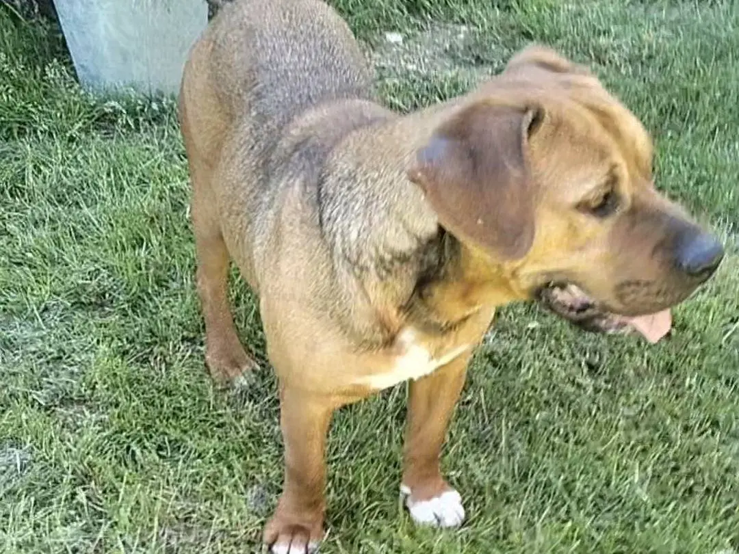 Adotta il cane Gas gas a Frosinone