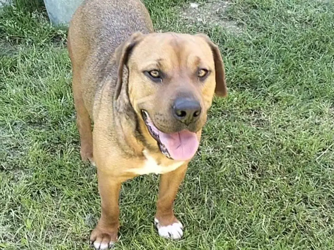 Adotta un cane, taglia media contenuta, maschio, Frosinone