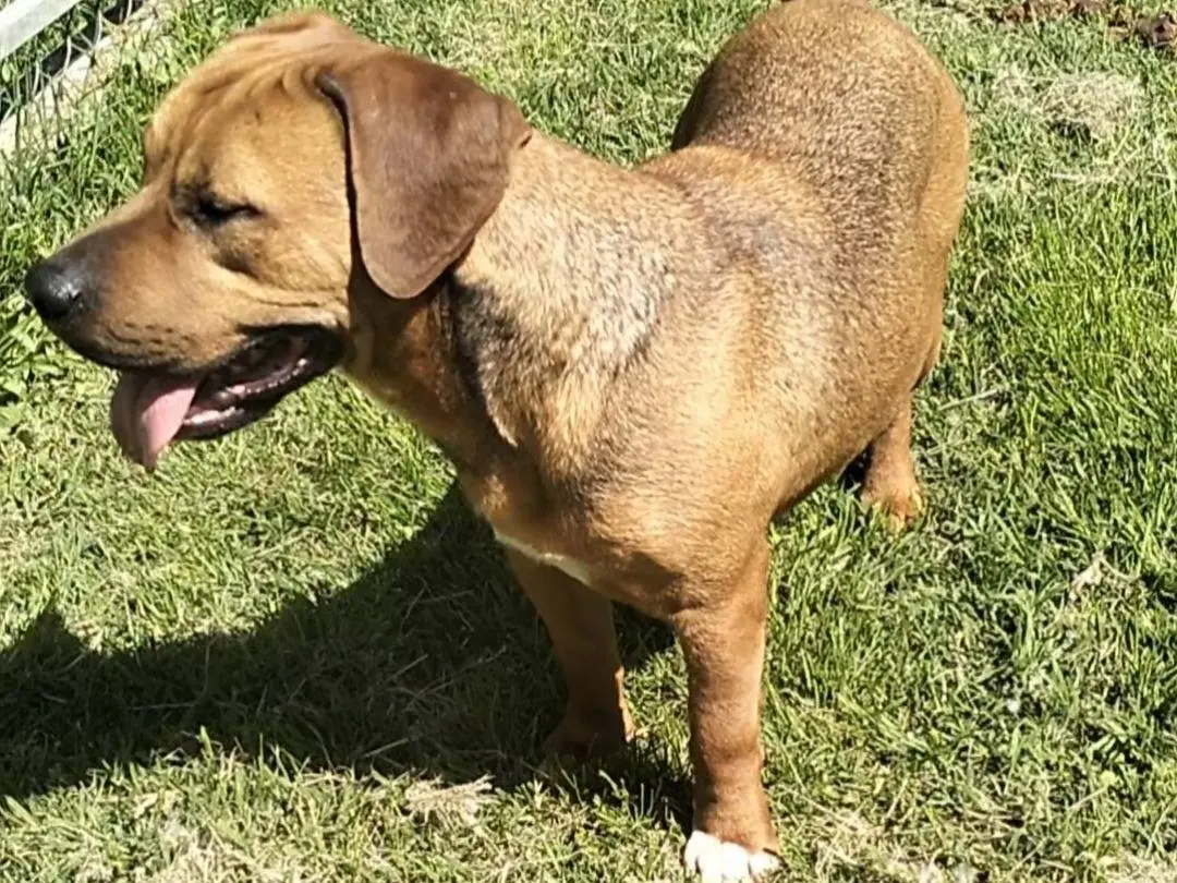 Adotta un cane, maschio, 3 anni e 4 mesi, Frosinone