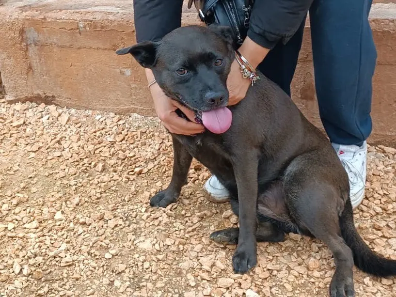 Adotta un cane, taglia media, femmina, Bari
