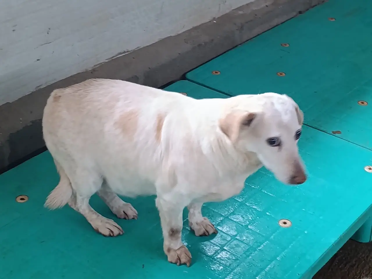 Adotta un cane, taglia piccola, femmina, Trento