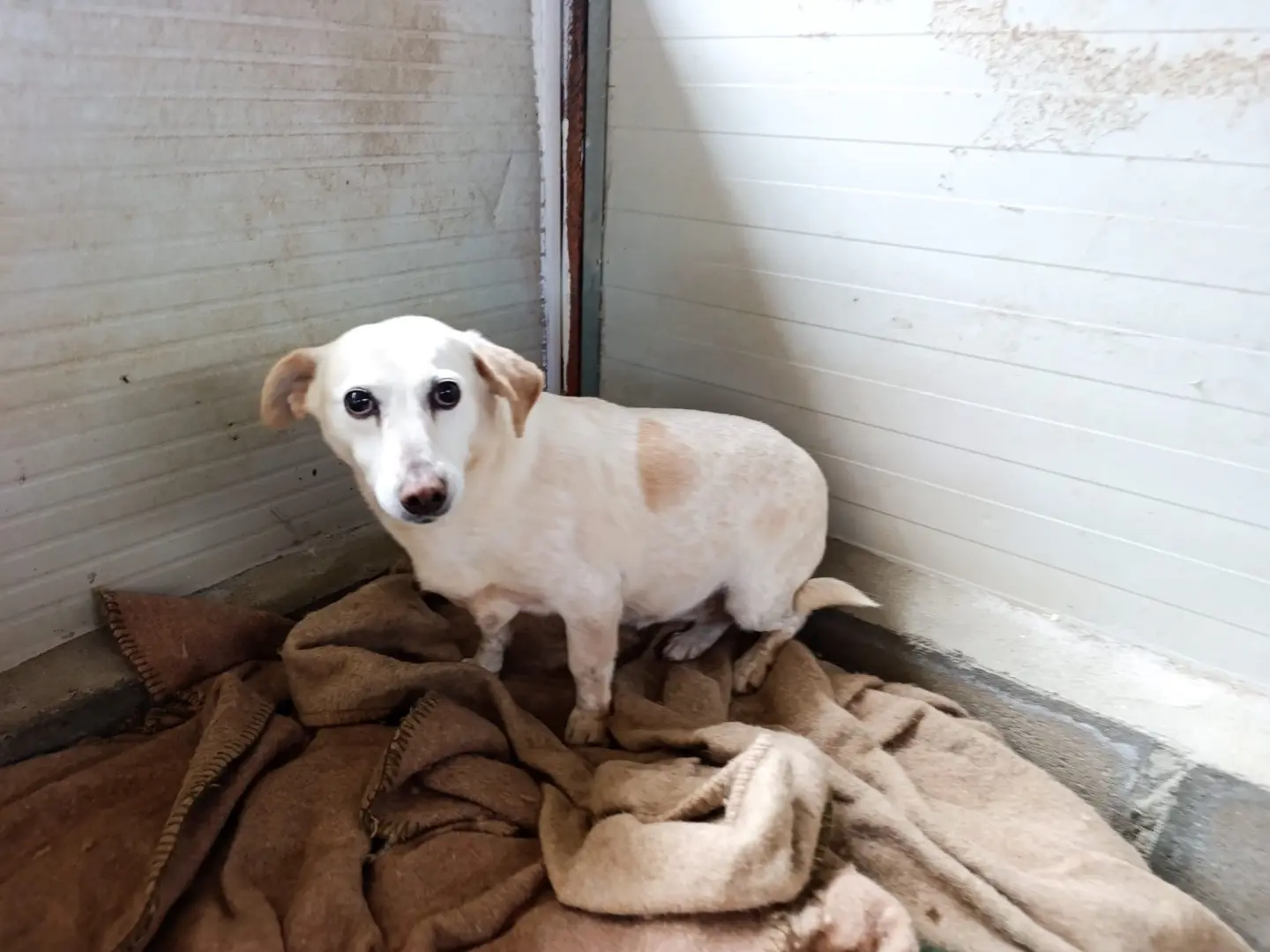 Adotta un cane, femmina, 13 anni e 2 mesi, Trento