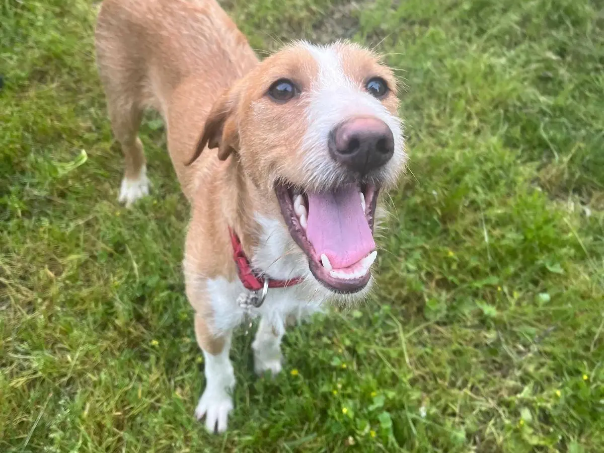 Vuoi adottare un cane a Prato?