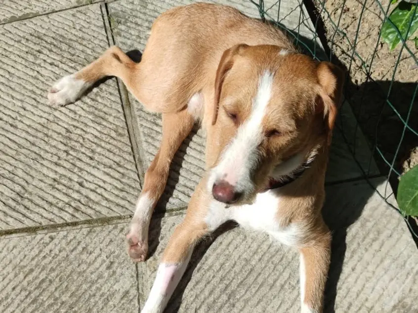 Adotta un cane, maschio, 2 anni e 2 mesi, Prato