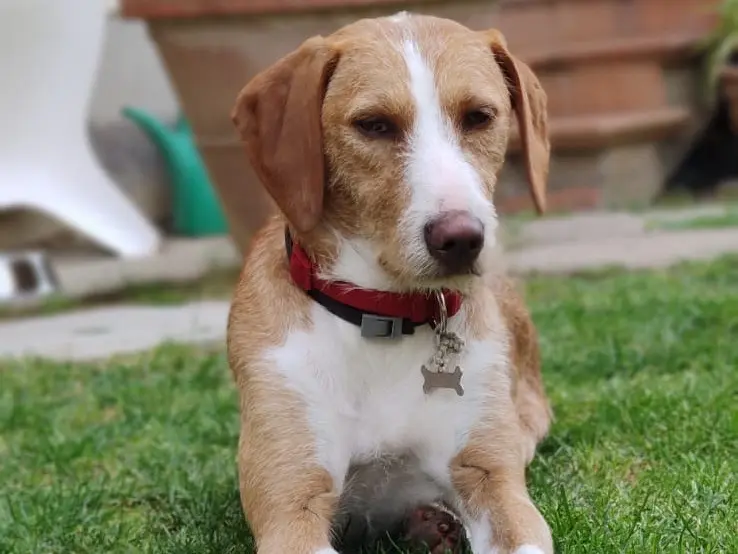 Adozione cane, maschio, Segugio Razza sconosciuta, 2 anni e 2 mesi, taglia media contenuta, Prato
