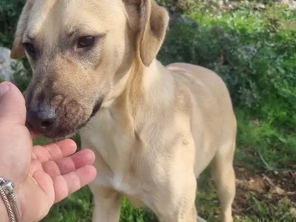 Adotta un cane, maschio, 1 anno e 11 mesi, Latina