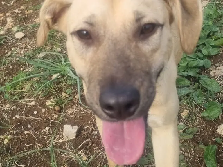 Adotta un cane, taglia media contenuta, maschio, Latina