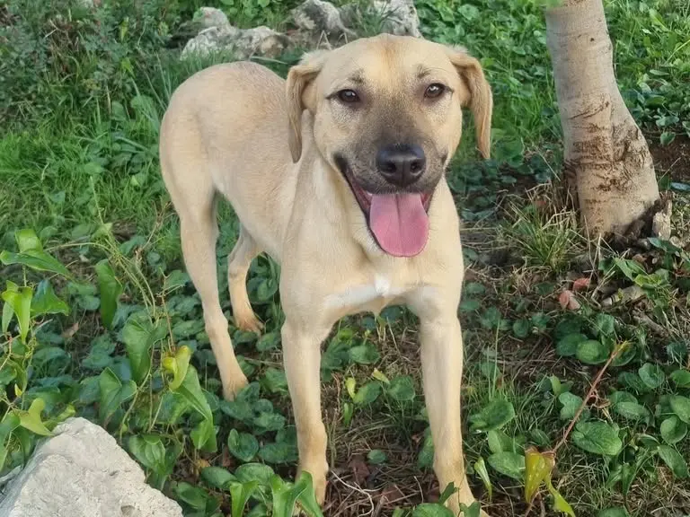 Adozione cane, maschio, Razza sconosciuta Razza sconosciuta, 1 anno e 11 mesi, taglia media contenuta, Latina