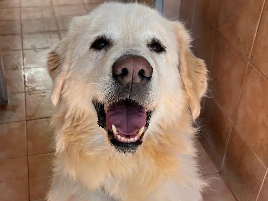 Adotta un cane, taglia grande, maschio, Milano