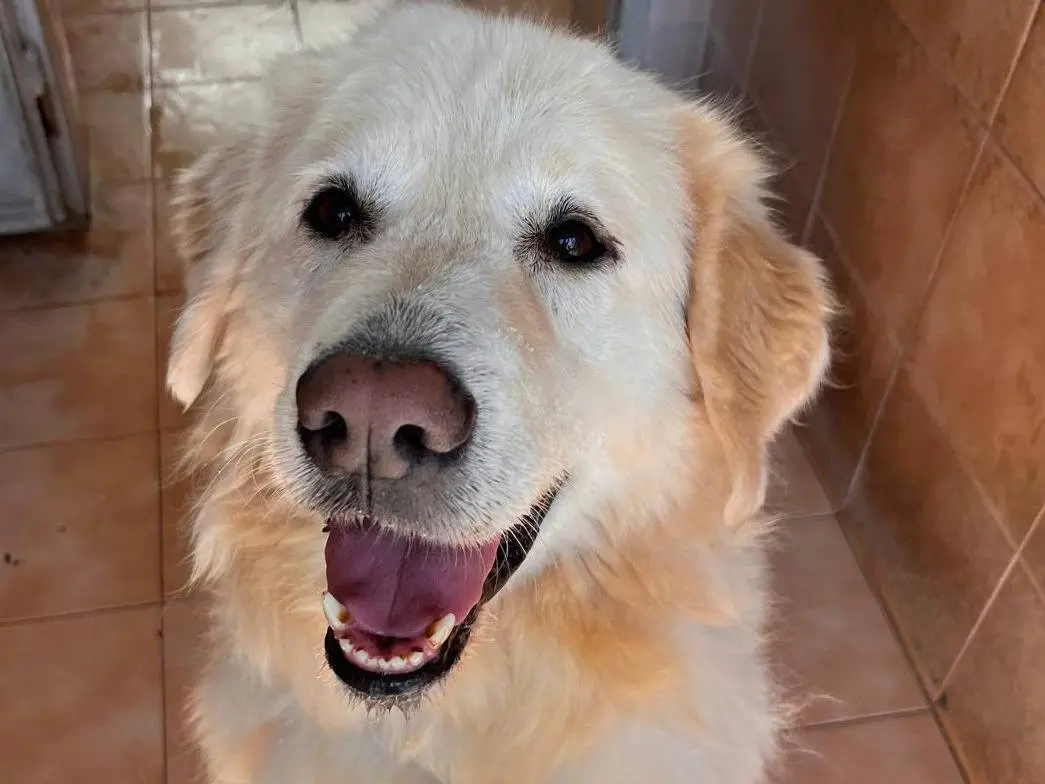 Adotta il cane SALOMONE a Milano