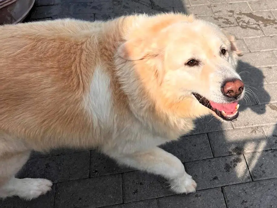 Vuoi adottare un cane a Milano?
