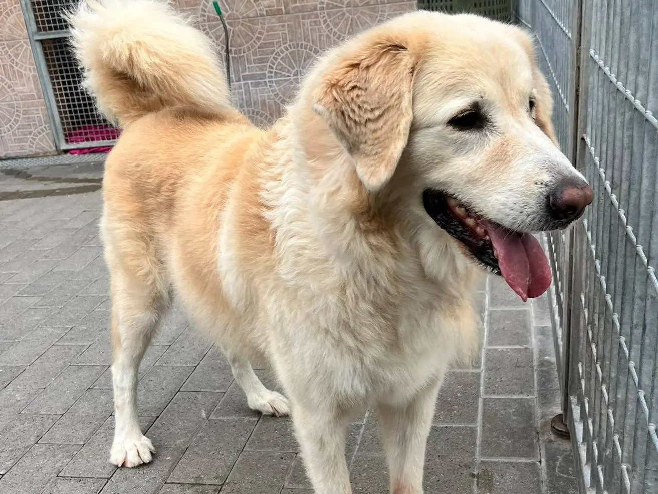 Adozione cane, maschio, Razza sconosciuta Razza sconosciuta, 7 anni e 9 mesi, taglia grande, Milano