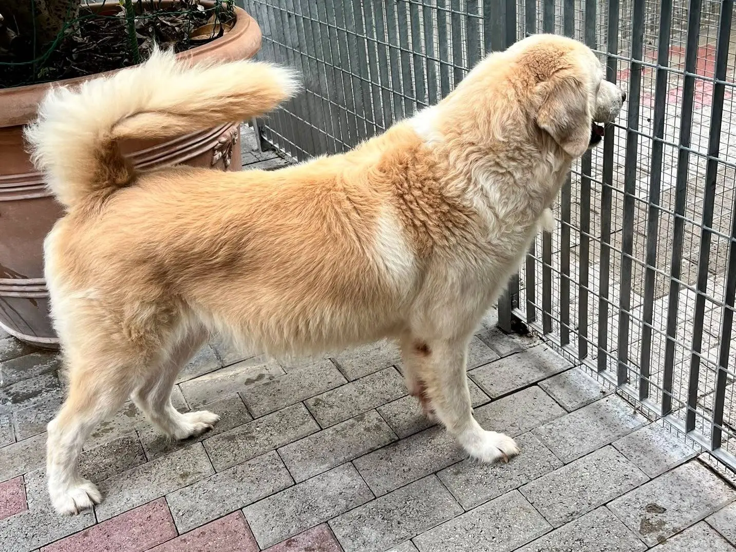 Adotta un cane, maschio, 7 anni e 9 mesi, Milano