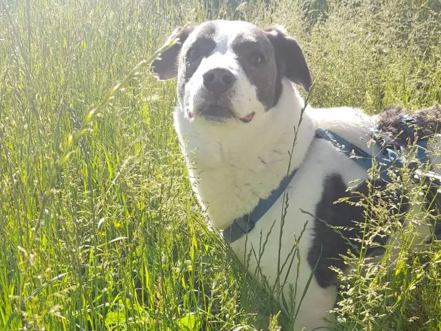 Adotta un cane, maschio, 11 anni e 1 mese, Milano