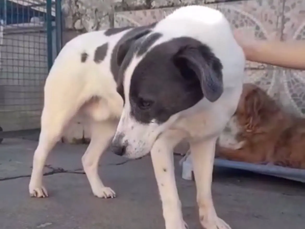 Adotta un cane, taglia media, maschio, Milano