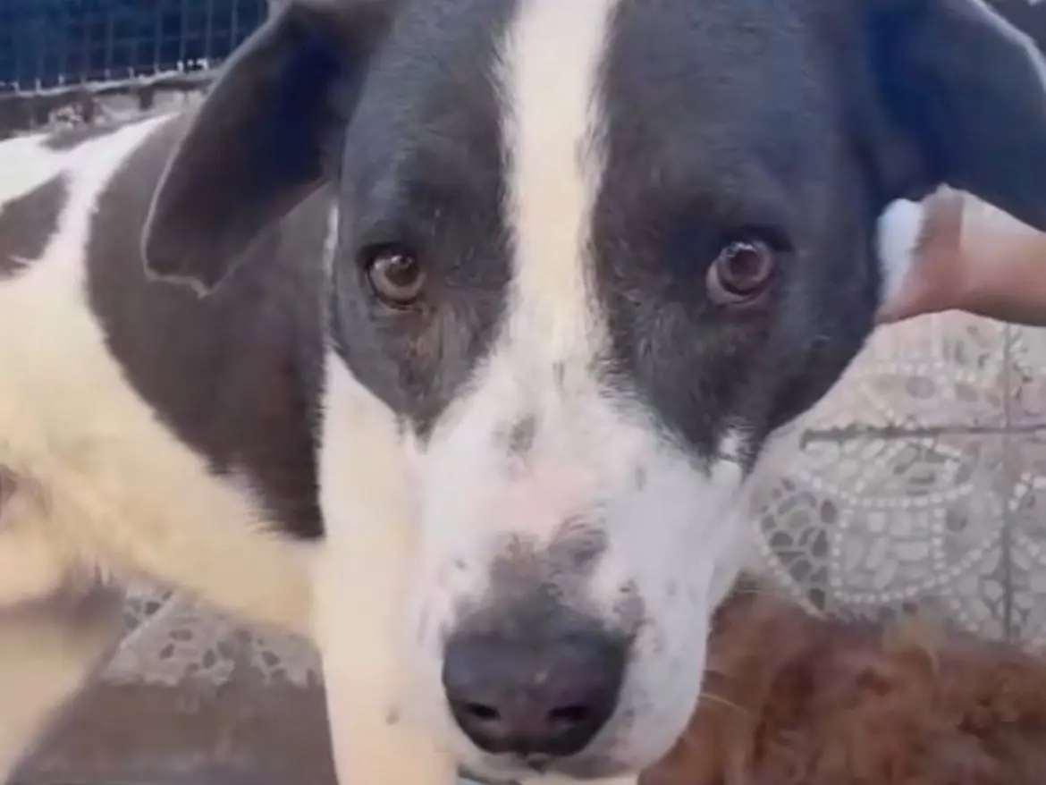 Adozione cane, maschio, Razza sconosciuta Razza sconosciuta, 11 anni e 1 mese, taglia media, Milano