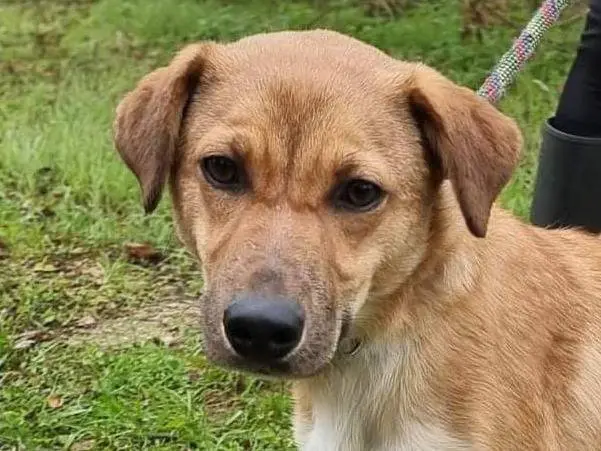 Adotta un cane, femmina, 2 anni e 1 mese, Pavia