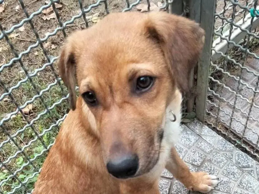 Adozione cane, femmina, Razza sconosciuta Razza sconosciuta, 2 anni e 1 mese, taglia media, Pavia