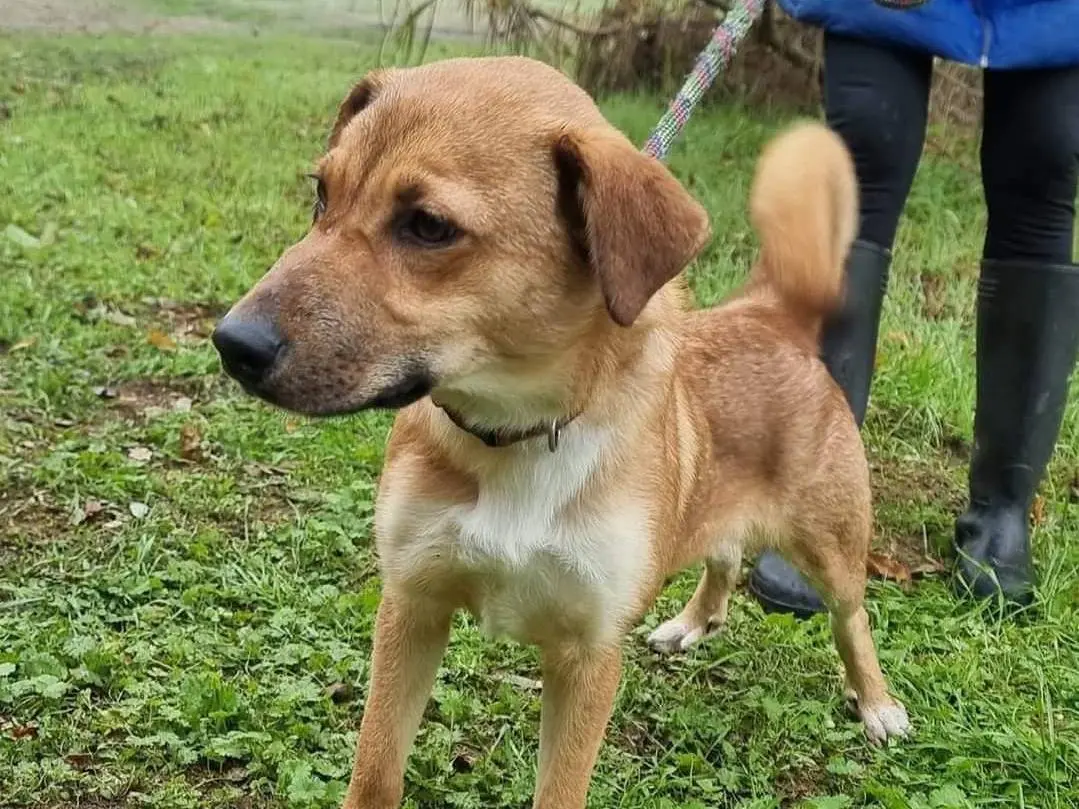 Adotta un cane, taglia media, femmina, Pavia