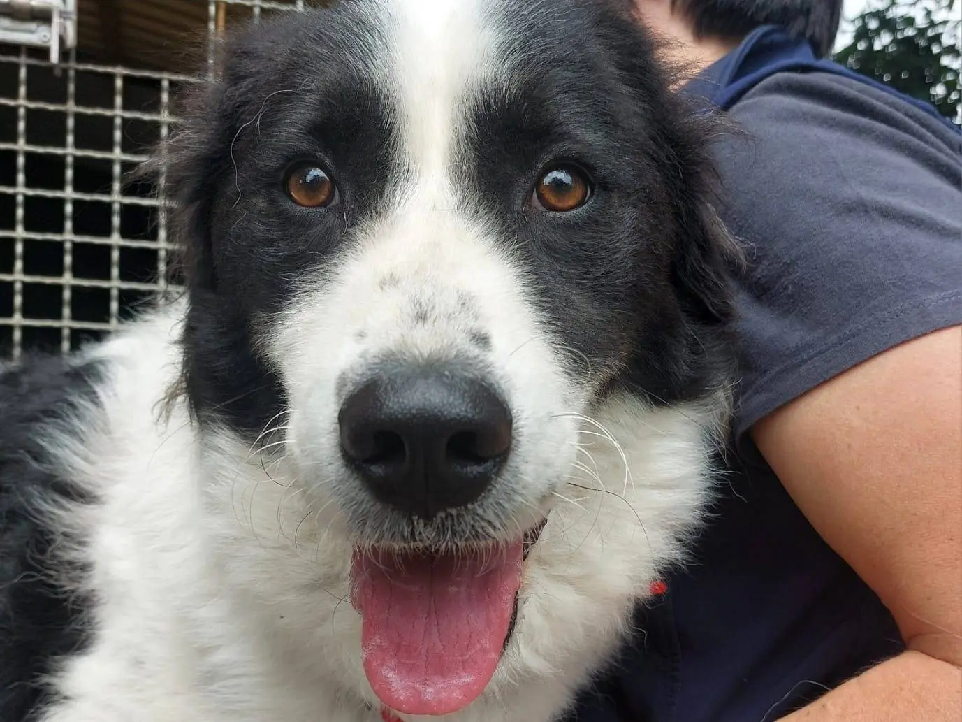 Adozione cane, femmina, Razza sconosciuta Razza sconosciuta, 3 anni, taglia grande, Como