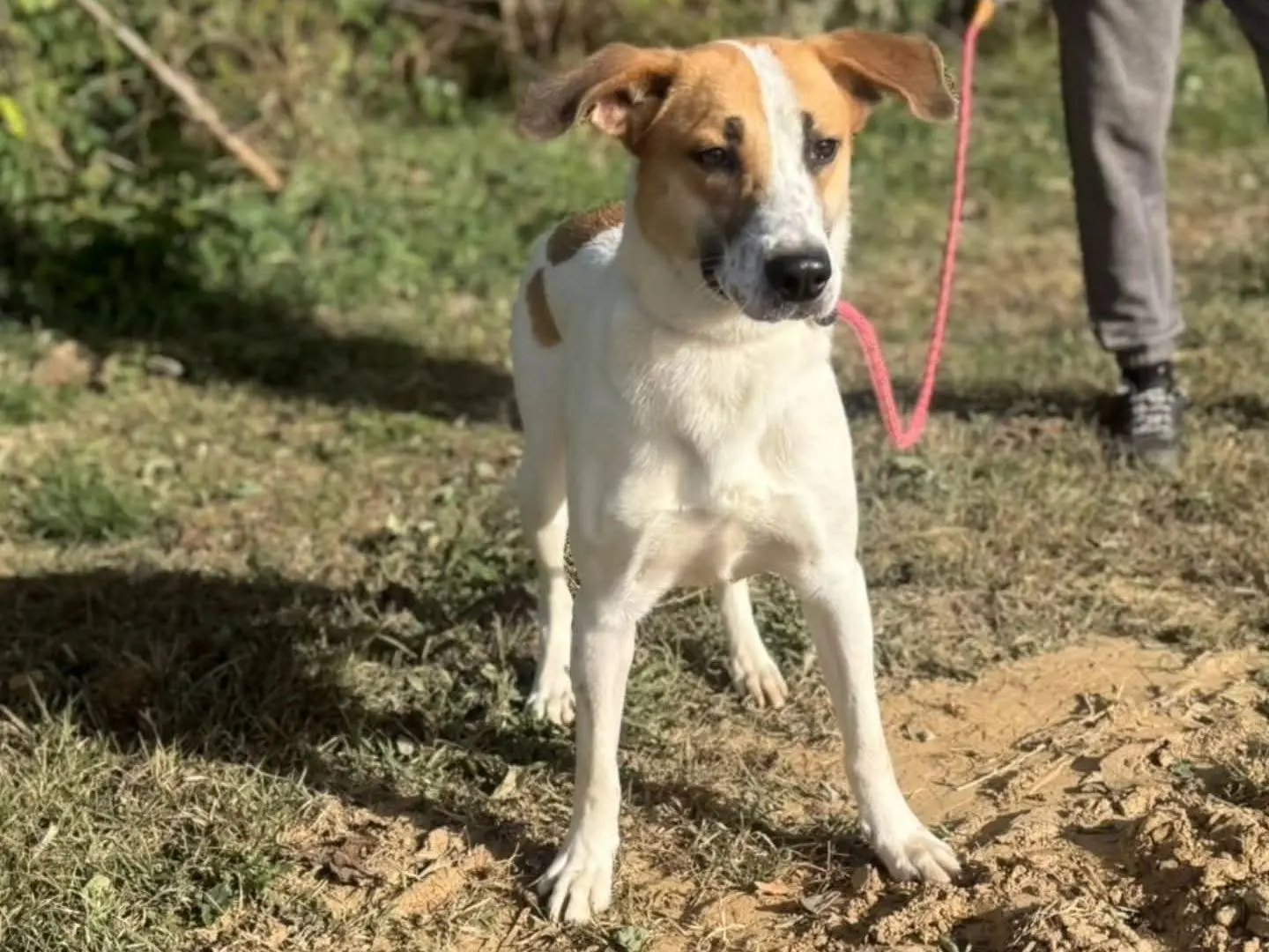 Vuoi adottare un cane a Torino?