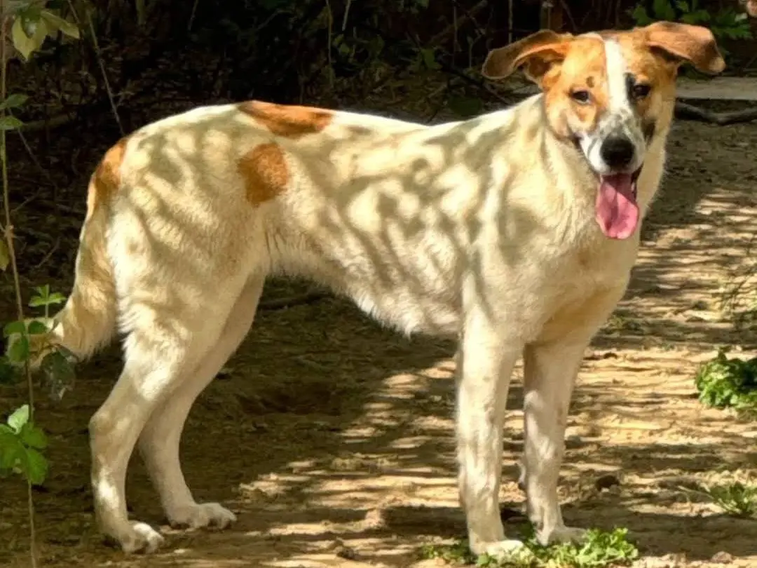 Adotta un cane, taglia media, femmina, Torino