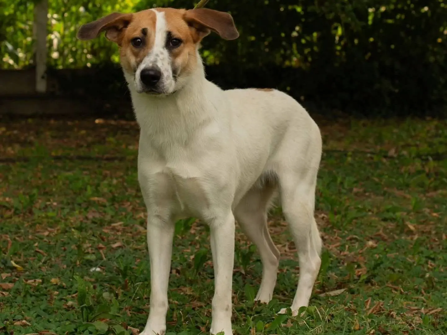 Adotta il cane Niky a Torino
