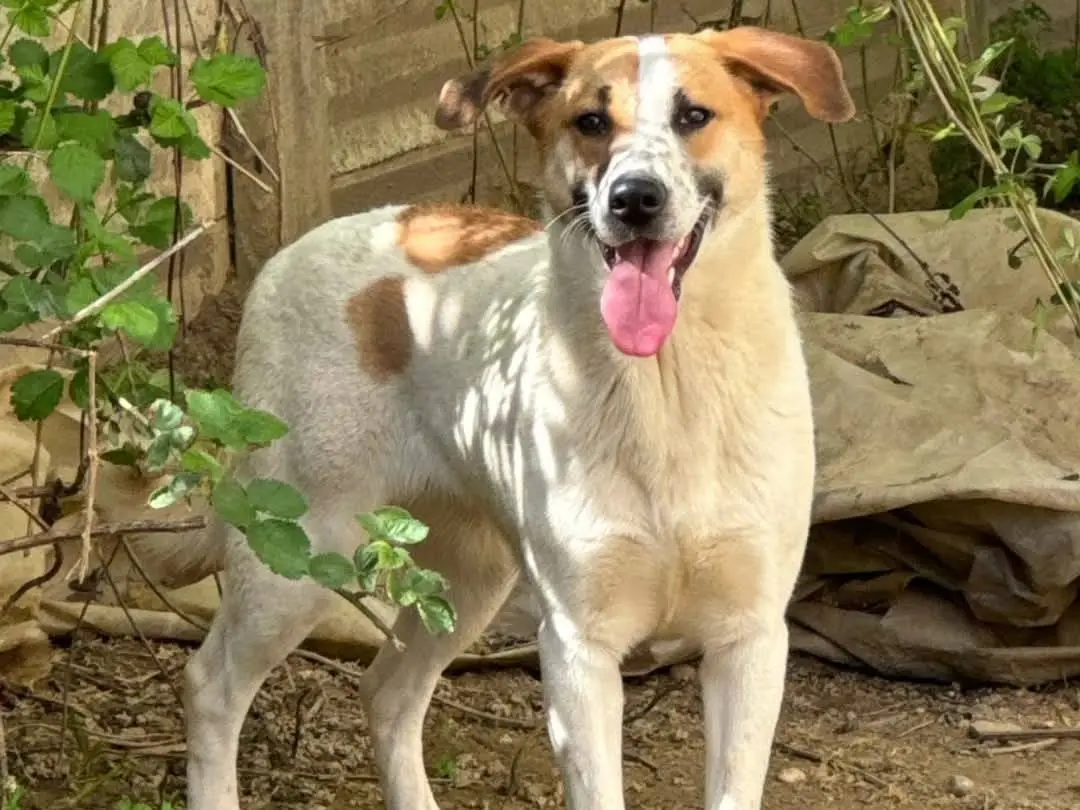 Adotta un cane, femmina, 2 anni e 3 mesi, Torino