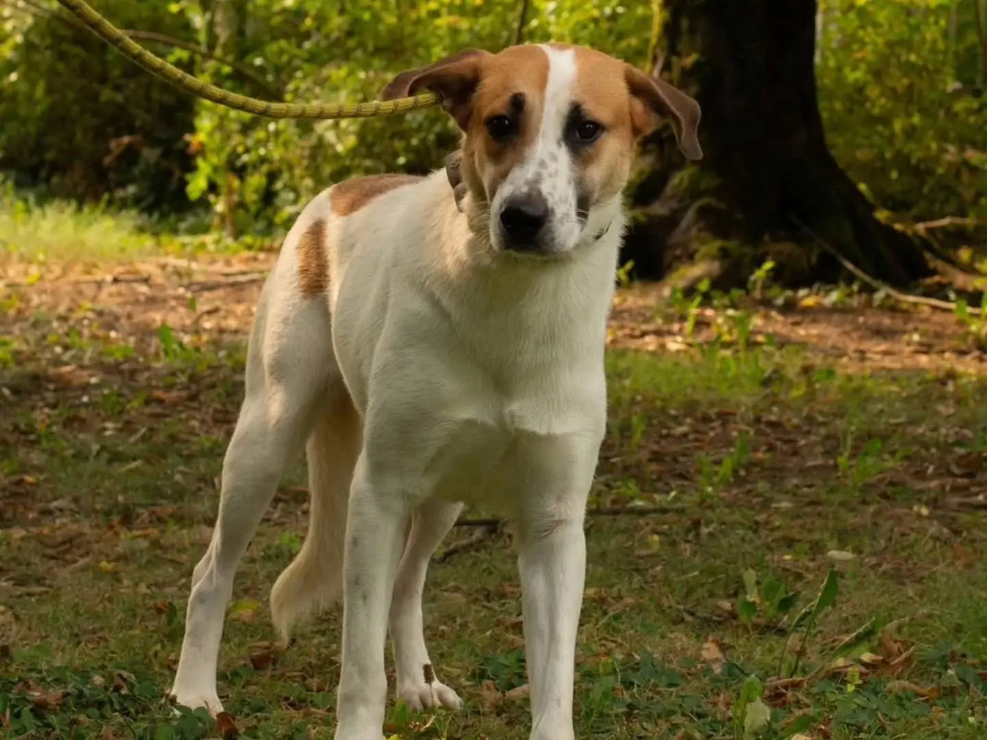 Adozione cane, femmina, Segugio Razza sconosciuta, 2 anni e 3 mesi, taglia media, Torino