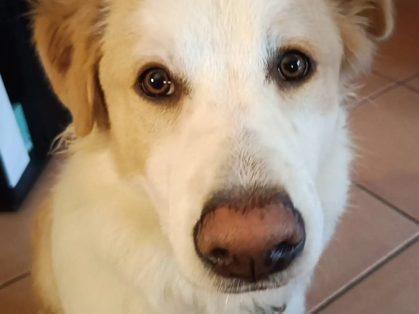 Adozione cane, maschio, Razza sconosciuta Razza sconosciuta, 1 anno e 7 mesi, taglia media, Crotone